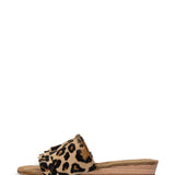 Moon | Slipper Leopard